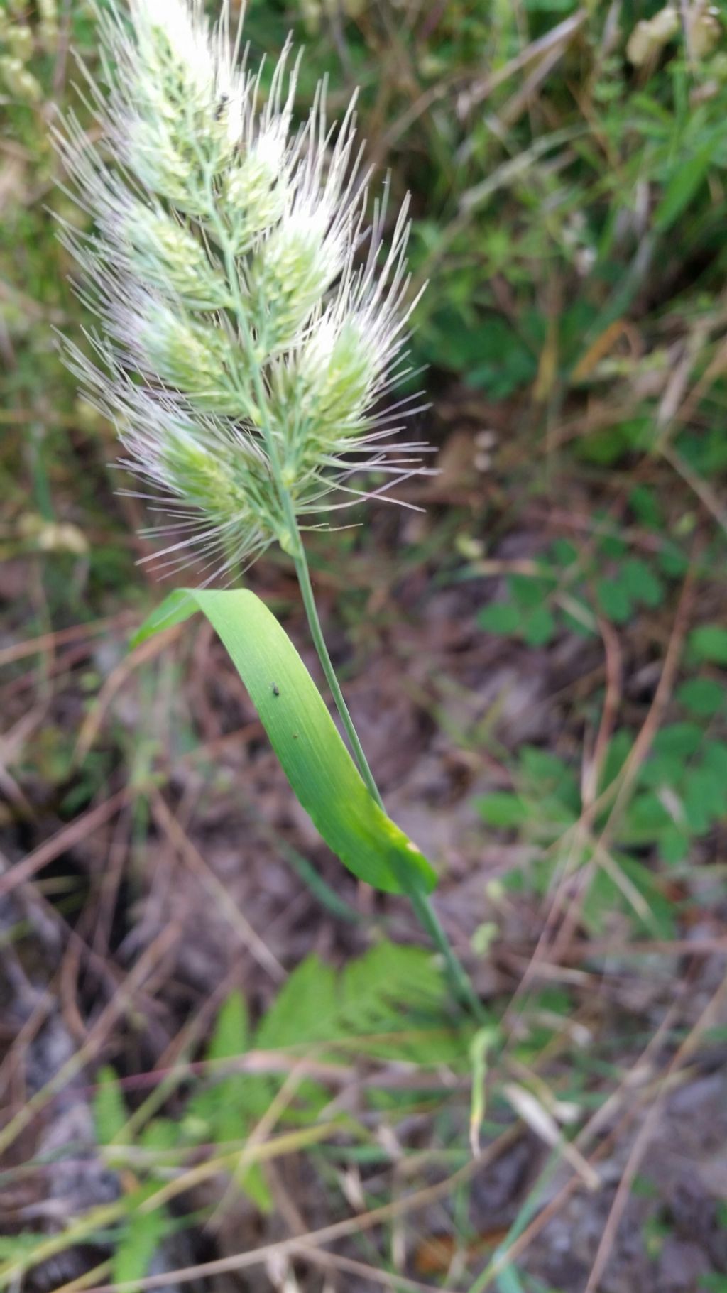 Cynosurus echinatus (Poaceae)